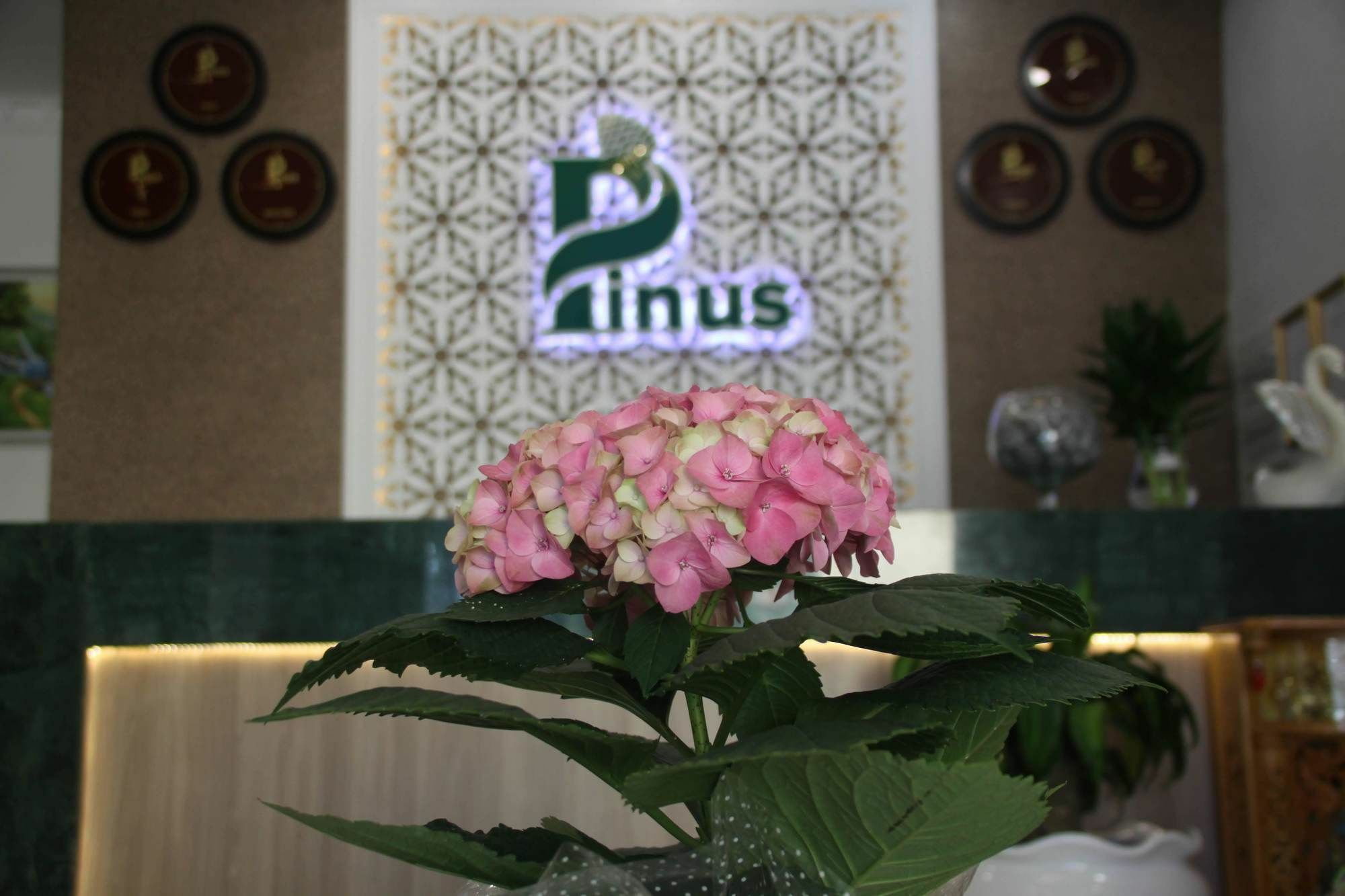 Pinus Hotel Dalat Exterior foto